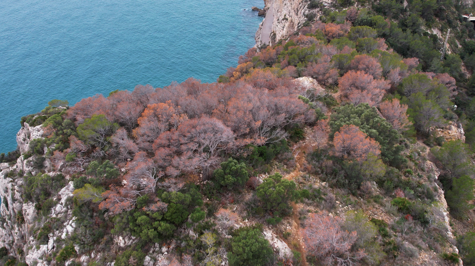 Els boscos de la Selva entre els més afectats per sequera durant el 2023