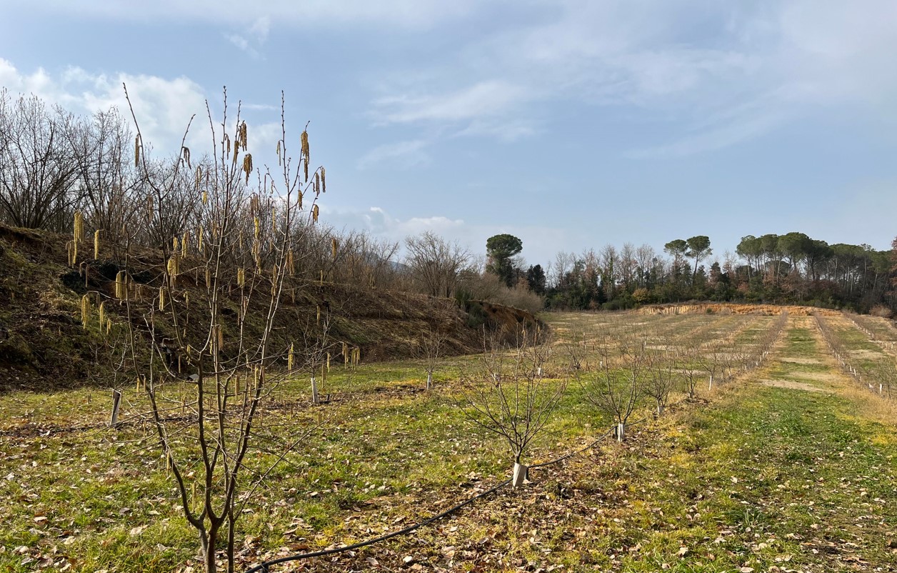 L’Avellana de Brunyola, des del camp fins a la taula 