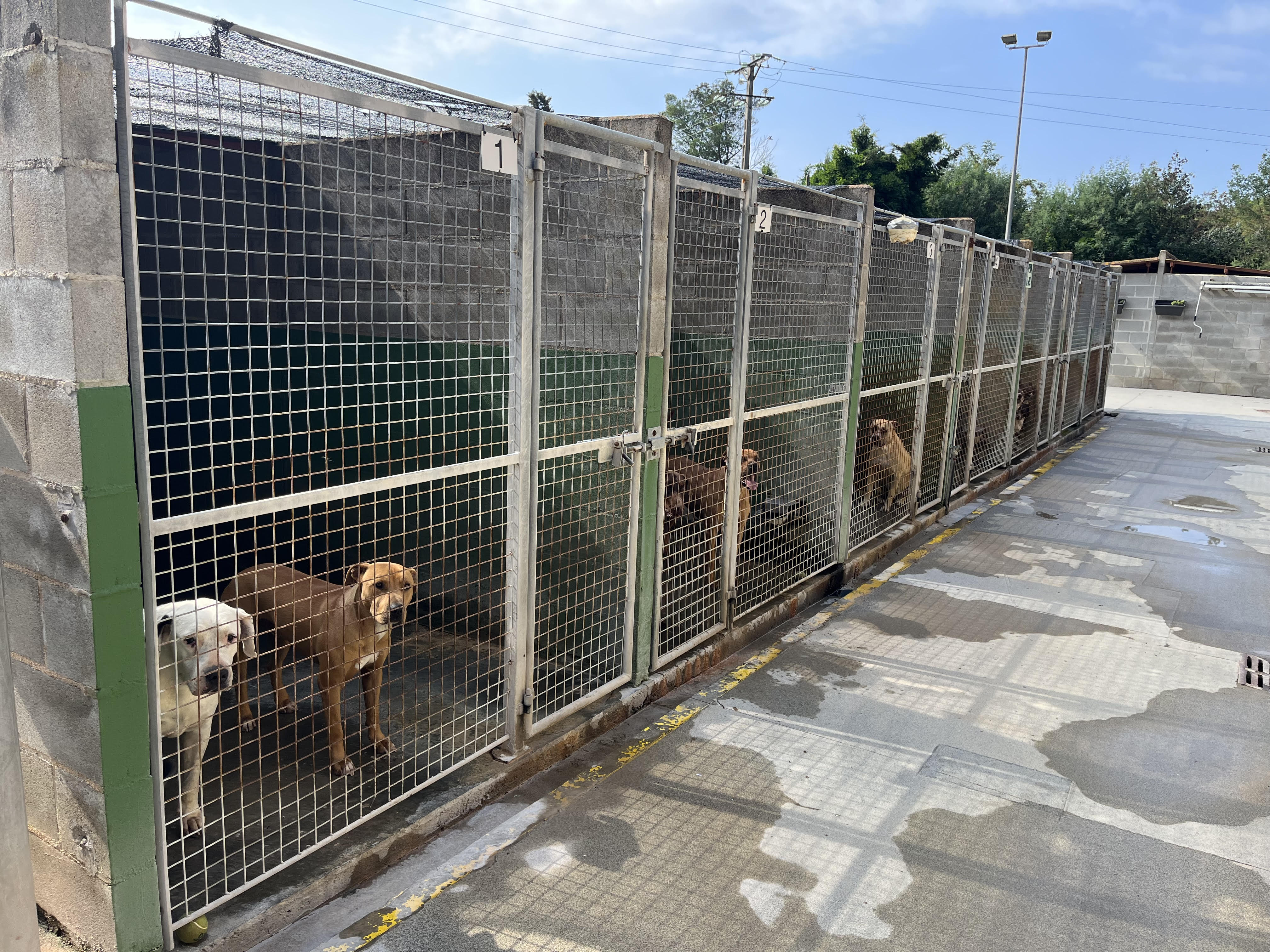 El Centre d'Acollida d'Animals observa un augment en les xifres d'adopcions en la comarca de la Selva