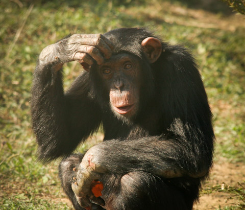 El ximpanzé Nico de la Fundació Mona és finalista al premi Wild Animal Unique Personality Award 