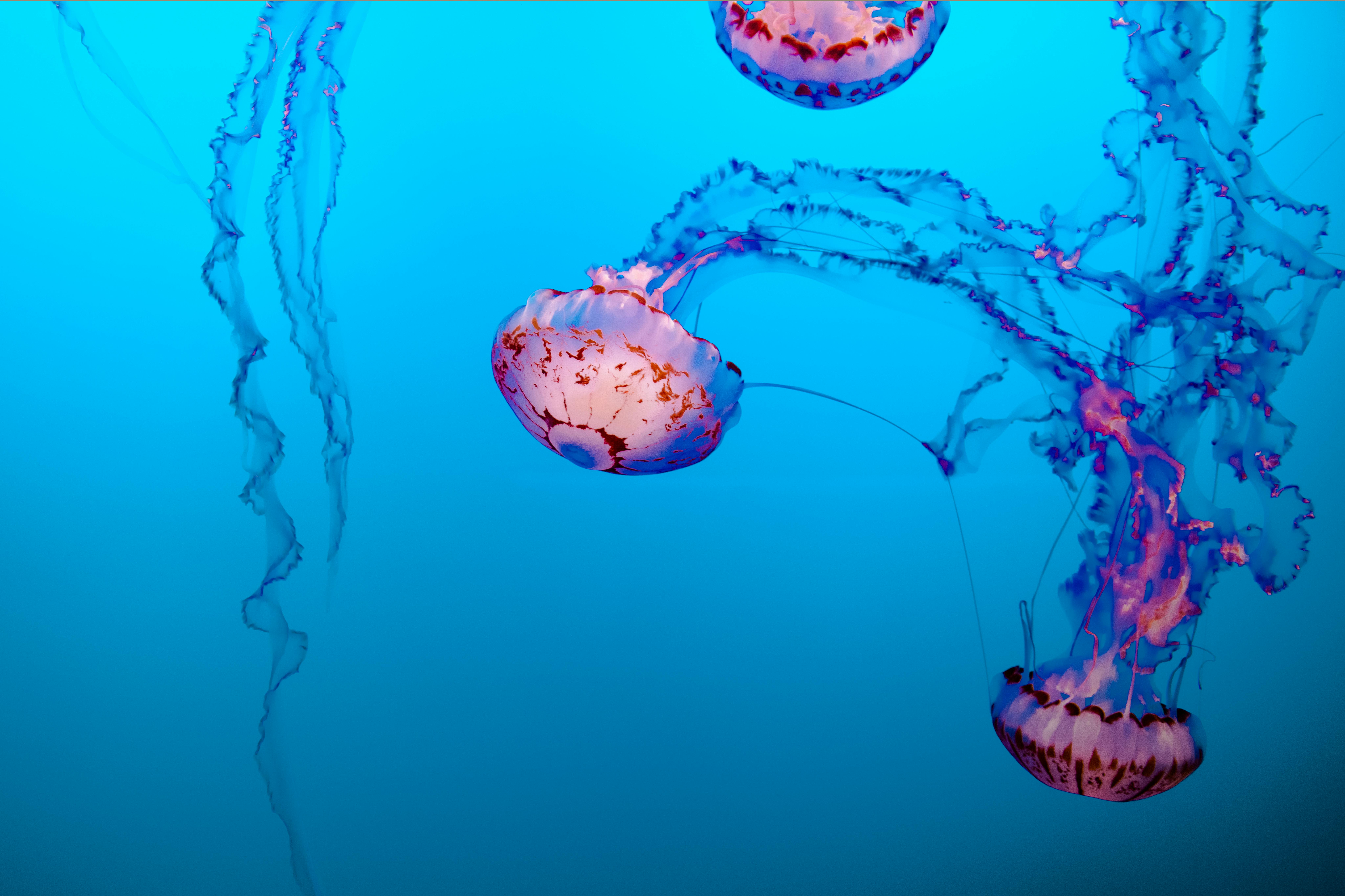 Aquest estiu la presència de meduses ha tornat a augmentar a les platges de la Selva