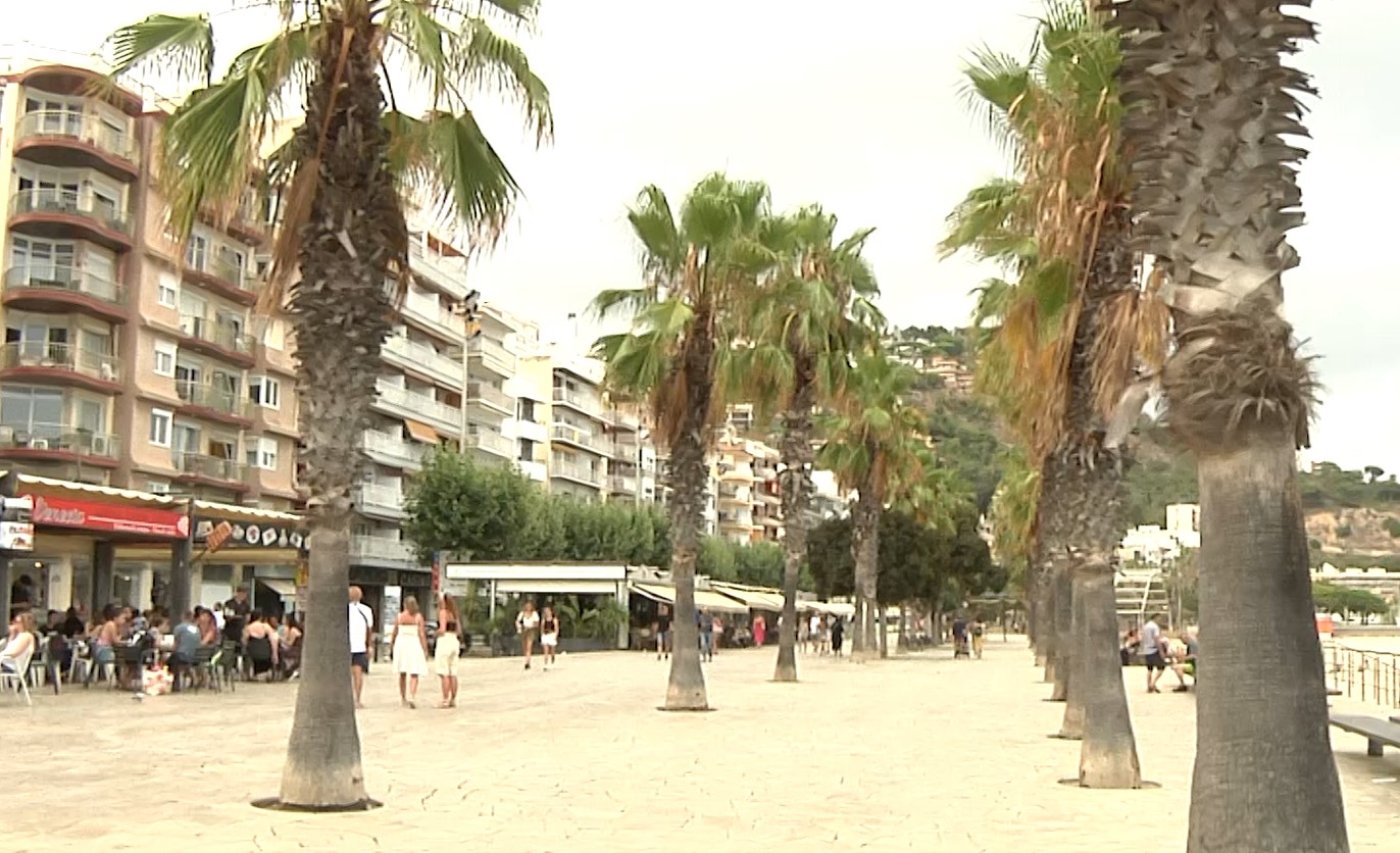 Blanes revisa mensualment les palmeres de la vila per evitar qualsevol accident