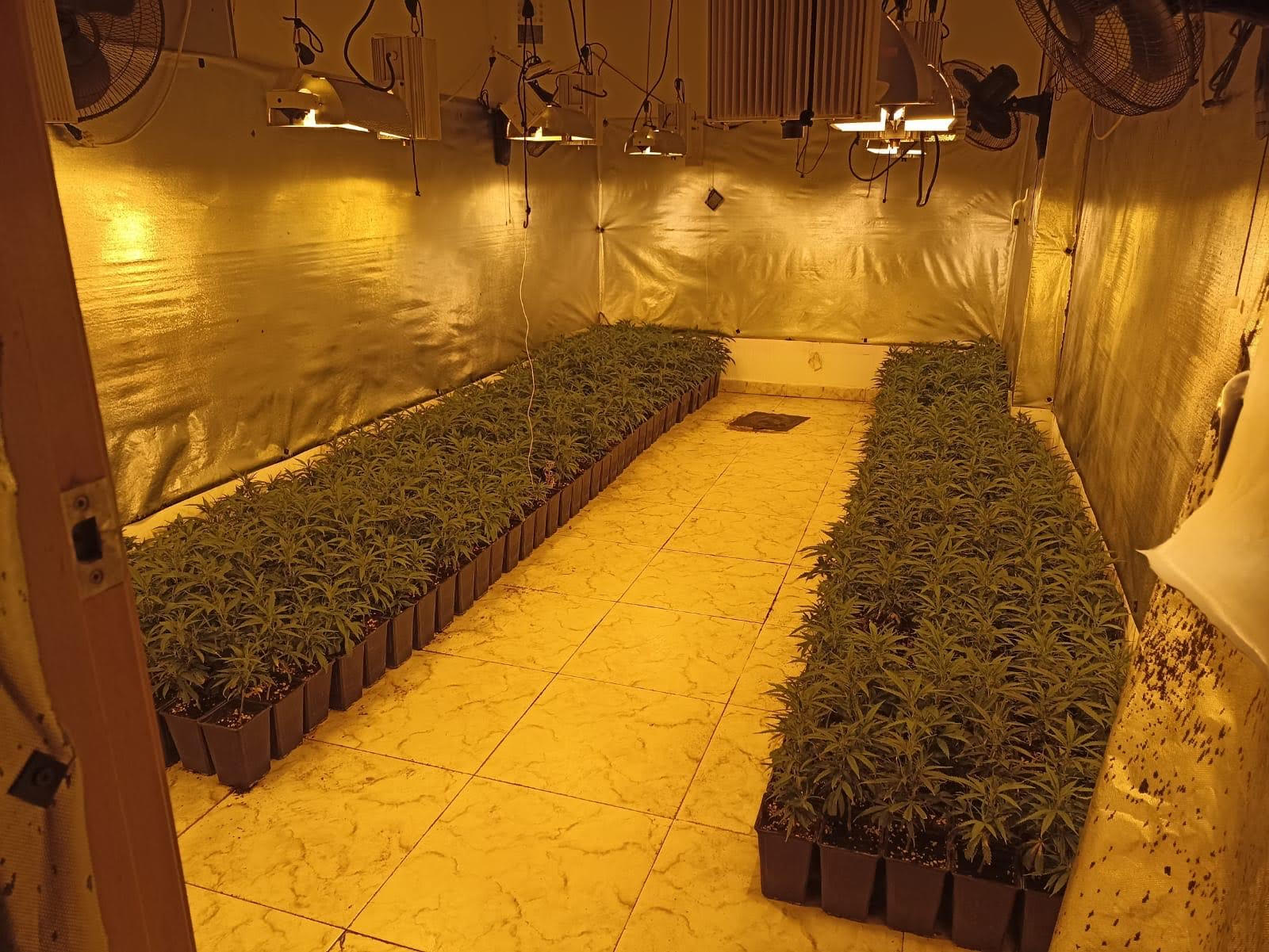 Desmantellen un cultiu de 916 plantes de marihuana a Maçanet de la Selva