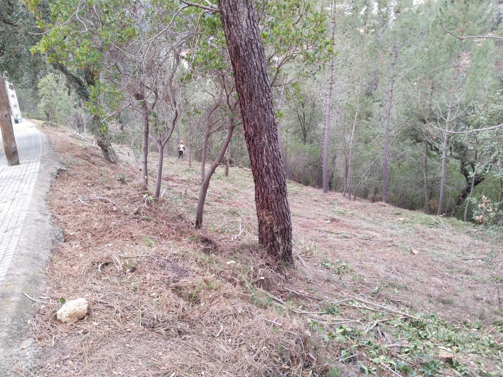Riudarenes inicia per primer cop un pla de desbrossament a Can Fornaca