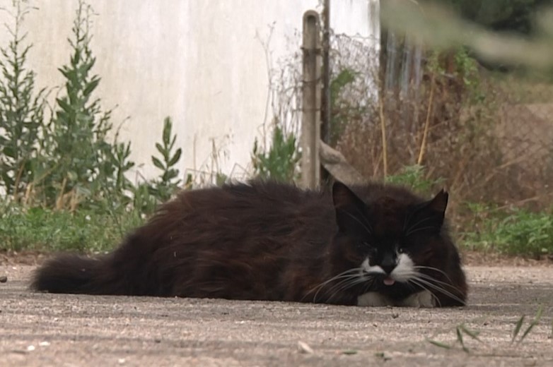 Vidreres aprova noves normatives de gestió de colònies felines